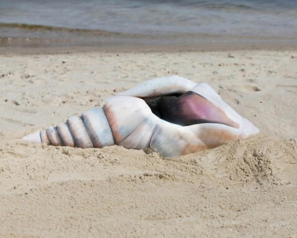 Seashells come in all shapes and sizes at the beach